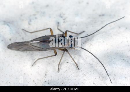 Psocid (Psocoptera) chiamato anche - booklice, barklice o barkflies, un ben noto come parassiti di prodotti immagazzinati. Insetti sul muro. Ingrandimento elevato. Foto Stock