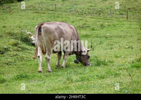 marrone mucca da latte lato destro da dietro con corna grandi e campana intorno al collo su un prato verde montagna mangiare erba, primavera giorno senza persone Foto Stock