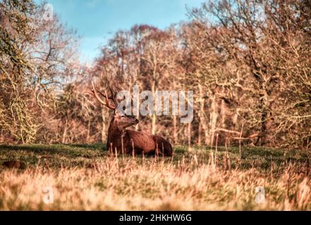 Yorkshire dales Novembre 2021: Wild Stags Sunset Woodland Clifford Norton Alamy Foto Stock