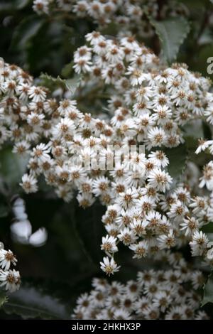 Pianta da fiore bianca New Zealand Holly ( Olearia macrocunta Baker ) Foto Stock
