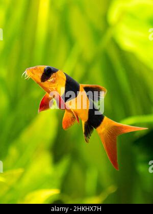 Grande laccio di pagliaccio isolato in serbatoio di pesce (Chromobotia macracanthus) con sfondo sfocato Foto Stock