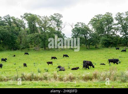 Un gregge di bovini Angus pascolo pacificamente in un verde pascolo.on un giorno nuvoloso in Minnesota Foto Stock