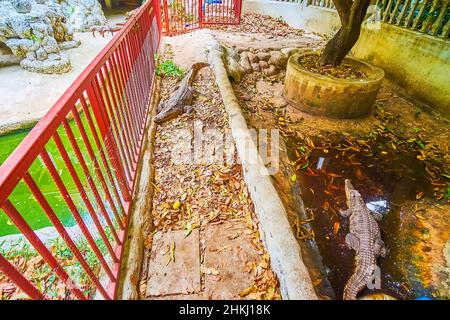 Coccodrilli nella voliera nel tempio di Wat Chakkrawat, Bangkok, Thailandia Foto Stock