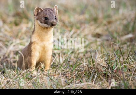 Donnola a coda lunga in natura Foto Stock