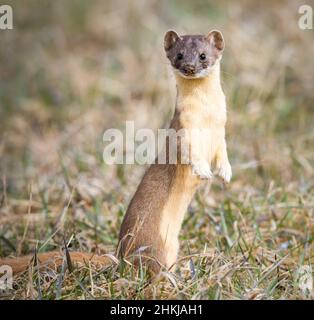 Donnola a coda lunga in natura Foto Stock