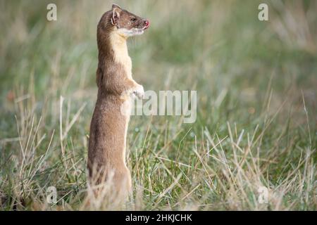 Donnola a coda lunga in natura Foto Stock