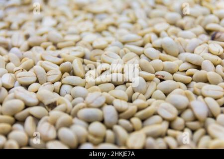 Chicchi di caffè in una piantagione, basse-Terre, Guadalupa Foto Stock