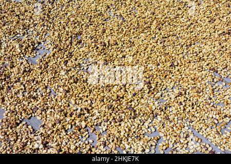 Chicchi di caffè in una piantagione, basse-Terre, Guadalupa Foto Stock