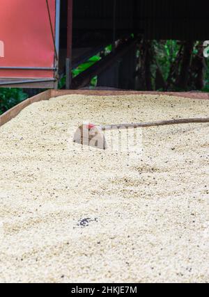 Chicchi di caffè in una piantagione, basse-Terre, Guadalupa Foto Stock