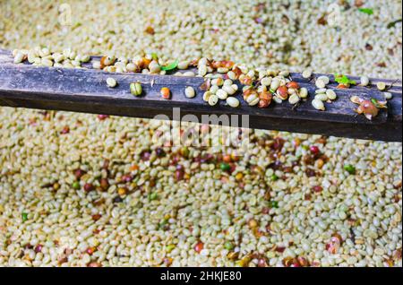 Chicchi di caffè in una piantagione, basse-Terre, Guadalupa Foto Stock