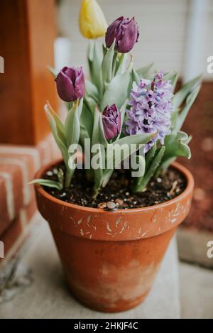 Terra cotta pentola di tulipani e giacinto con lumaca in primavera Foto Stock