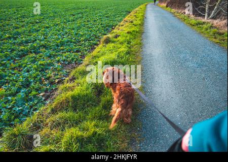 Giovane donna tra i 30-35 anni conduce il suo cane al guinzaglio Foto Stock