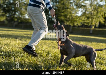 APBT american pitbull terrier gioco cane mordente bastone di legno nel campo pit bull grigio Foto Stock