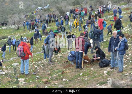 Attivisti israeliani per la pace che piantano alberi di olivo a Burin. Centinaia di attivisti di pace israeliani e palestinesi avevano piantato ulivi nel villaggio palestinese di Burin, sotto l'avamposto illegale ebraico di Givát Ronen. Due settimane prima dell'evento, un gruppo di attivisti di pace ebrei arrivati per la piantagione di olive sono stati violentemente attaccati dai giovani di Givát Ronen. Oggi, le forze dell'IDF si erano separate tra gli attivisti e i coloni. Un attivista israeliano è stato arrestato durante l'evento. Burin, Palestina. Feb 04th 2022. (Foto di Matan Golan/Sipa USA) Foto Stock