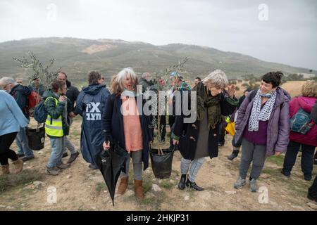 Burin, Palestina. 04th Feb 2022. Attivisti israeliani per la pace che detengono una giovane oliva da piantare sulla montagna. Centinaia di attivisti di pace israeliani e palestinesi avevano piantato ulivi nel villaggio palestinese di Burin, sotto l'avamposto illegale ebraico di Givát Ronen. Due settimane prima dell'evento, un gruppo di attivisti di pace ebrei arrivati per la piantagione di olive sono stati violentemente attaccati dai giovani di Givát Ronen. Oggi, le forze dell'IDF si erano separate tra gli attivisti e i coloni. Un attivista israeliano è stato arrestato durante l'evento. Burin, Palestina. Feb 04th 2022. (Foto di Matan Foto Stock