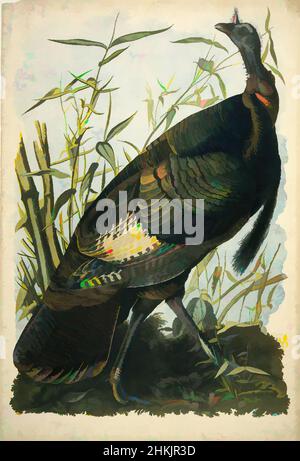 Arte ispirata da Wild Turkey, John James Audubon, americano, nato Haiti, 1785-1851, Chromolithograph, 1861, 40 x 27 in., 101,6 x 68,6 cm, canna americana, uccelli, fauna, flora, Erbe, Meleagris galopavo, Miegia macrosperma, studio della natura, ornitologia, Grazie, opere classiche modernizzate da Artotop con un tocco di modernità. Forme, colore e valore, impatto visivo accattivante sulle emozioni artistiche attraverso la libertà delle opere d'arte in modo contemporaneo. Un messaggio senza tempo che persegue una nuova direzione selvaggiamente creativa. Artisti che si rivolgono al supporto digitale e creano l'NFT Artotop Foto Stock