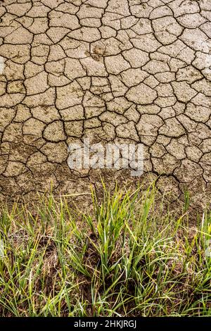 Erba sul bordo del fango asciutto Pit nel Parco Nazionale di Yellowstone dopo che la fusione di primavera si è asciugata Foto Stock