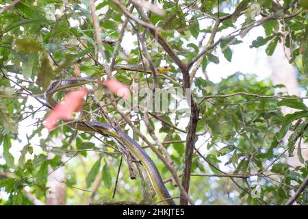 Un serpente arboreo in un albero, vicino Sacambu Reserve, Amazzonia, Perù. Foto Stock
