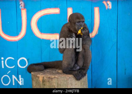 Una scimmia lanosa, alla Comunità 3 novembre, il Villaggio (Comunidad 03 de Noviembre, la Aldea) Foto Stock