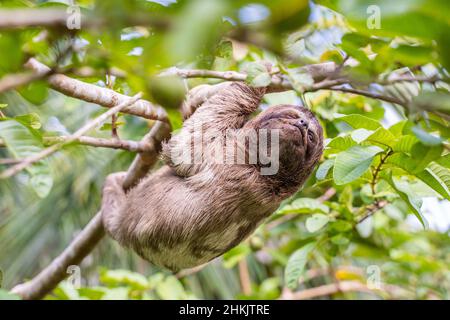 Baby sloth in Amazzonia. Alla Comunità novembre 3, il Villaggio (la Aldea), Amazzonia, Perù. Foto Stock