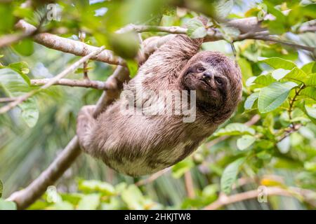 Baby sloth in Amazzonia. Alla Comunità novembre 3, il Villaggio (la Aldea), Amazzonia, Perù. Foto Stock