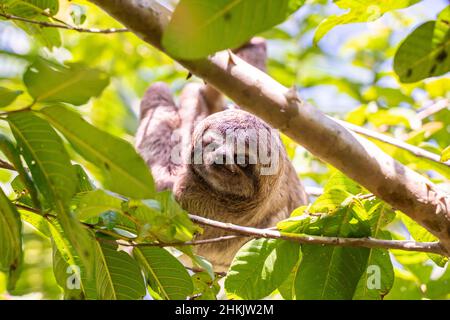 Baby sloth in Amazzonia. Alla Comunità novembre 3, il Villaggio (la Aldea), Amazzonia, Perù. Foto Stock