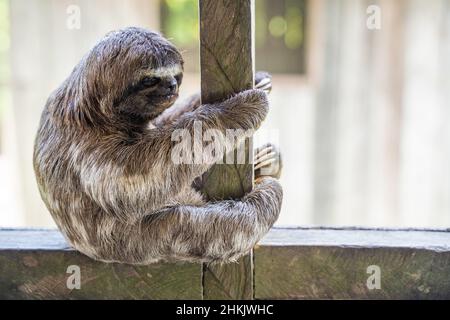 Baby sloth in Amazzonia. Alla Comunità novembre 3, il Villaggio (la Aldea), Amazzonia, Perù Foto Stock