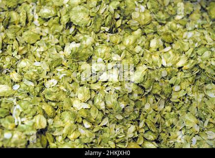 Luppolo comune (Humulus lupus), luppolo secco per la produzione di birra, Germania Foto Stock