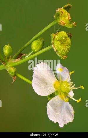 Acquedotto (Alisma plantago-aquatica), fiori e frutta, Germania, Baviera, Murnauer Moos Foto Stock