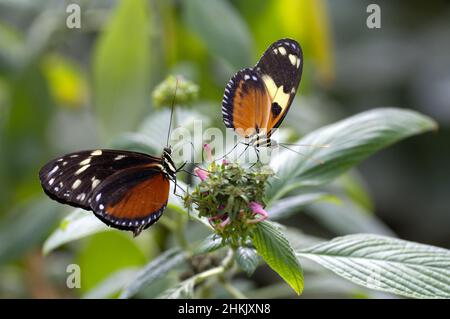 Imenius Tiger, Tiger Heliconian (Heliconius ismenius), con Longwing dorato (a destra) in fiore, Ecuador Foto Stock