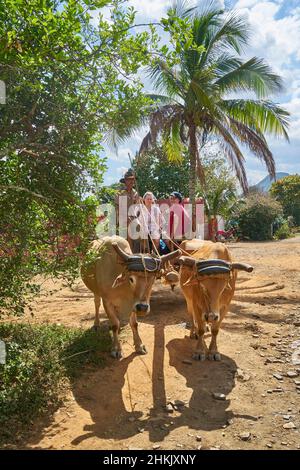 Viaggio con un contadino del tabacco e il suo carro bue-drwn, Cuba, Pinar del Rio, Vinales Foto Stock