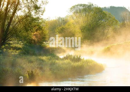 Restauro ecologico lungo il fiume Eau Blanche, Belgio, Viroinval, Eau Blanche, Dourbes Foto Stock