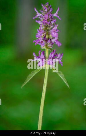 Betonia, Betonia del legno, Betonia viola, Bishopwort (Betonica officinalis, Stachys officinalis), Infiorescenza, Germania, Baviera, Murnauer Moos Foto Stock