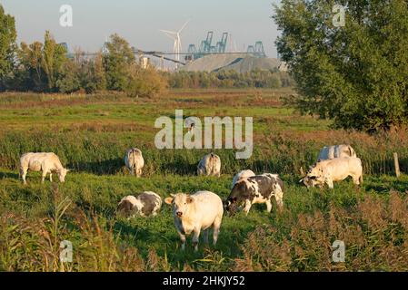 Bestiame domestico (Bos primigenius F. taurus), mucche nella riserva naturale di Putten Weiden, Belgio, Anversa, riserva naturale di Putten weiden, Linkerscheldeoever Foto Stock