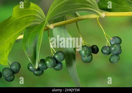 Sigillo di soloman Eurasiano, sigillo di Salomone, arpa di Davide, scala-cielo, sigillo di Salomone Eurasiano (Polygonatum multiflorum), frutti immaturi, Germania, Foto Stock