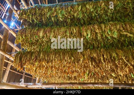 Tabacco coltivato, tabacco comune, tabacco (Nicotiana tabacum), foglie di tabacco appese ad asciugare in un arioso salone con tetto di latta, Cuba, Pinar del Rio, Foto Stock