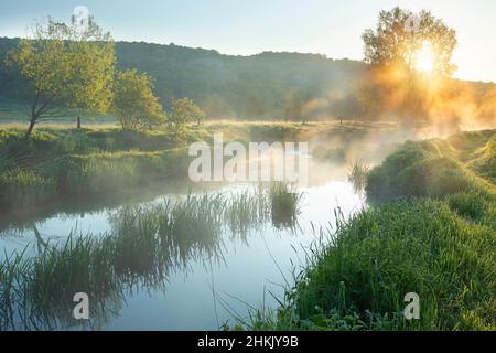 Restauro ecologico lungo il fiume Eau Blanche, Belgio, Viroinval, Eau Blanche, Dourbes Foto Stock