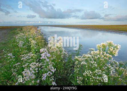 Sea aster (Aster tripolium, Tripolium vulgare), Sea Aster nel mare di Wadden alla luce della sera, Paesi Bassi, Frisia Foto Stock