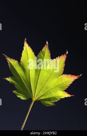 Acero Shirasawa, acero FULLMOON (Acer shirasawanum), foglia autunnale su sfondo nero Foto Stock