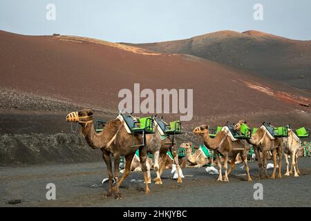 Dromedario, cammello a una cazzata (Camelus dromedarius), Dromedari che si allagano per i turisti, Isole Canarie, Lanzarote, Parco Nazionale di Timanfaya Foto Stock