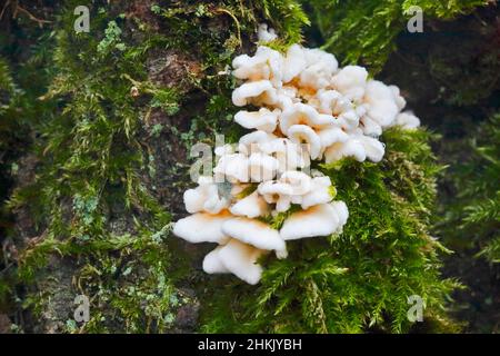 Gill raggrinzito (Plicaturopsis crispa, Plicatura crispa, Plicatura faginea, Cantharellus crispus), corpi fruttiferi su tronco di faggio, Germania, Nord Foto Stock