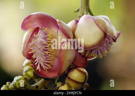 Albero di pallina di cannone, albero di pallina di cannone (Couloupita guianensis), fiori, Suedamerika Foto Stock