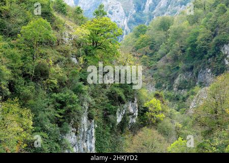 Valle del Sella nel Parco Nazionale Picos de Europa, Spagna, Cantabria, Parco Nazionale Picos De Europa Foto Stock