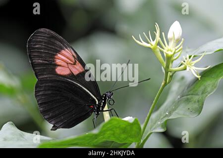 Hecales longwing, passioni fiore farfalla (Heliconius melpomene), seduta su una foglia, vista laterale, Ecuador Foto Stock