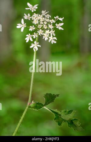 Parsnip di mucca, alghe comuni, alghe, parsnip di mucca americano (Heracleum sphondylium), infiorescenza, Germania, Baviera Foto Stock