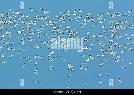 pied avocet (Recurvirostra avosetta), grande gregge in volo, Olanda, Frisia Foto Stock