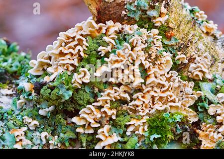 Gill raggrinzito (Plicaturopsis crispa, Plicatura crispa, Plicatura faginea, Cantharellus crispus), corpi fruttiferi su legno mossico, Germania, Nord Foto Stock