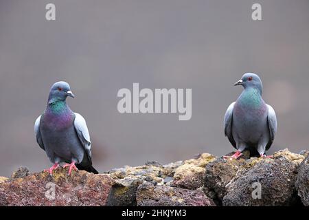 Piccione feriale (Columba livia), coppia arroccata su roccia lavica , Isole Canarie, Lanzarote, Parco Nazionale di Timanfaya Foto Stock