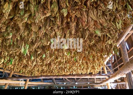 Tabacco coltivato, tabacco comune, tabacco (Nicotiana tabacum), foglie di tabacco appese ad asciugare in un arioso salone con tetto di latta, Cuba, Pinar del Rio, Foto Stock