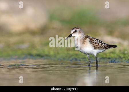 Piccola stint (Calidris minuta), in piedi in piumaggio giovanile in acque poco profonde, vista laterale, Spagna, Andalusia, Bolonia Foto Stock